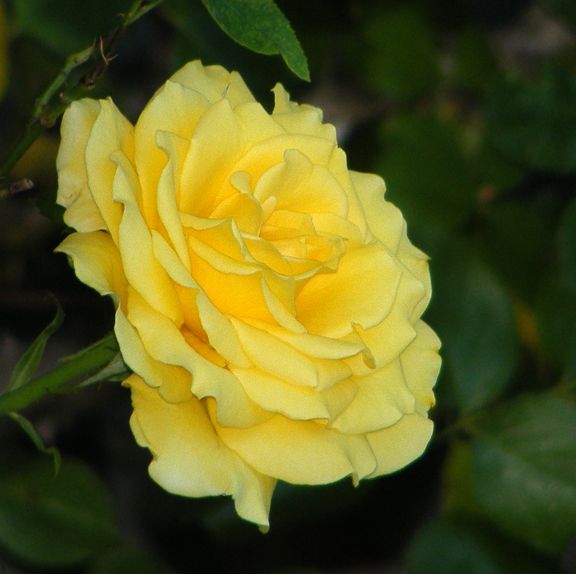 Sunny Delight photo sd2012_06230010_zpsef53616c.jpg